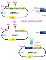 A SsrA/NIa-based Strategy for Post-Translational Regulation of Protein Levels in Gram-negative Bacteria