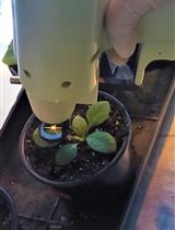 马铃薯Y病毒突变体的产生及其在植物中的功能分析