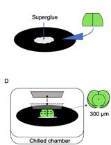脑片长时间孵育方法的研究