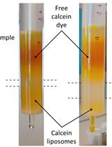 Calcein Release Assay to Measure Membrane Permeabilization by Recombinant Alpha-Synuclein