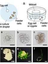 Gene Expression and Genome Editing Systems by Direct Delivery of Macromolecules Into Rice Egg Cells and Zygotes