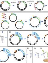 A Method for User-defined Mutagenesis by Integrating Oligo Pool Synthesis Technology with Nicking Mutagenesis