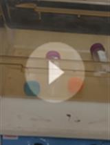 小鼠多重同时急性应激：单次或重复诱导