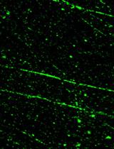 SMART (Single Molecule Analysis of Resection Tracks) Technique for Assessing DNA end-Resection in Response to DNA Damage