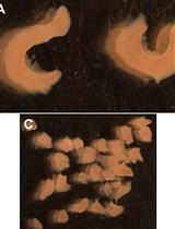 Generation of Functional Mouse Hippocampal Neurons