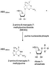 The ATPase Activity of Escherichia coli Expressed AAA+-ATPase Protein