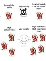 High-level Production of Recombinant Membrane Proteins Using the Engineered Escherichia coli Strains SuptoxD and SuptoxR