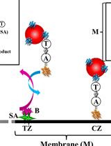 RETRACTED: Paper Lateral Flow Biosensor for Nodavirus Reverse Transcribed RNA Detection