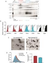 Buoyant Density Fractionation of Small Extracellular Vesicle Sub-populations Derived from Mammalian Cells