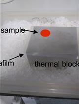 Mapping mRNA-18S rRNA Contacts Within Translation Initation Complex by Means of Reverse Transcriptase Termination Sites and RNAseq