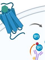 Assessing Gαq/15-signaling with IP-One: Single Plate Transfection and Assay Protocol for Cell-Based High-Throughput Assay