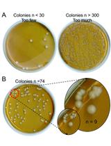 Neutrophil Extracellular Trap Killing Assay of Candida albicans 