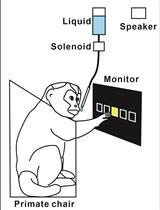 Sequential Reaching Task for the Study of Motor Skills in Monkeys