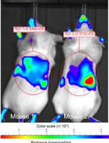 Real-time in vivo Imaging of LPS-induced Local Inflammation and Drug Deposition in NF-κB Reporter Mice
