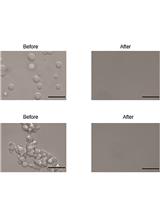 Karyopherin-β2 Inhibits and Reverses Aggregation and Liquid-liquid Phase Separation of the ALS/FTD-Associated Protein FUS