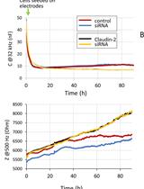 Measuring Cell Growth and Junction Development in Epithelial Cells Using Electric Cell-Substrate Impedance Sensing (ECIS)