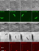 An in vitro DNA Sensor-based Assay to Measure Receptor-specific Adhesion Forces of Eukaryotic Cells and Pathogens