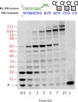 Nonenzymatic RNA-templated Synthesis of N3′→P5′ Phosphoramidate DNA