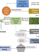 The Peak Interval Procedure in Rodents:  A Tool for Studying the Neurobiological Basis of Interval Timing and Its Alterations in Models of Human Disease