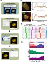 Quantitative Kinetic Analyses of Histone Turnover Using Imaging and Flow Cytometry
