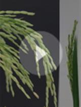 Efficient Agrobacterium-mediated Transformation of the Elite–Indica Rice Variety Komboka