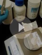 一种用于评估水稻白叶枯病泛菌致病性的高效接种技术