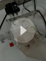 Measuring Breathing Patterns in Mice Using Whole-body Plethysmography