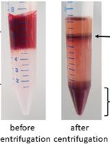 Multiplication and Growth Inhibition Activity Assays for the Zoonotic Malaria Parasite, <em>Plasmodium knowlesi</em>