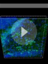 Integration of Human Induced Pluripotent Stem Cell (hiPSC)-Derived Neurons into Rat Brain 