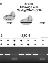 Screening Method for CRISPR/Cas9 Inhibition of a Human DNA Virus: Herpes Simplex Virus
