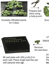 Ratiometric Measurement of Protein Abundance after Transient Expression of a Transgene in Nicotiana benthamiana