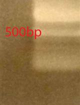 Probe-Seq: Method for RNA Sequencing of Specific Cell Types from Animal Tissue