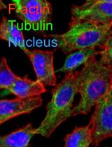 A Method to Efficiently Cryopreserve Mammalian Cells on Paper Platforms