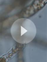 Production and Bioassay of a Diffusible Factor that Induces Gametophyte-to-Sporophyte Developmental Reprogramming in the Brown Alga <em>Ectocarpus</em>