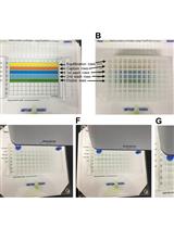 Novel Protein-oligonucleotide Conjugation Method Involving a High-affinity Capture HaloTag
