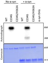 In vitro AMPylation/Adenylylation of Alpha-synuclein by HYPE/FICD