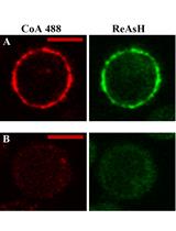 Site-specific Labeling of B Cell Receptor and Soluble Immunoglobulin