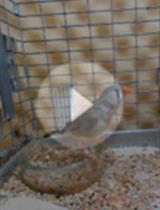 Long-term Devocalization of Zebra Finches