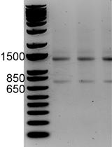 应用RNA测序和RNAs峰值检测lncRNAs和mRNAs的细胞内丰度