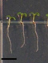 A Protocol for Flavonols, Kaempferol and Quercetin, Staining in Plant Root Tips