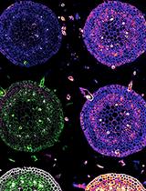 Multitarget Immunohistochemistry for Confocal and Super-resolution Imaging of Plant Cell Wall Polysaccharides