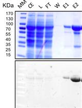 Affinity Purification of GO-Matryoshka Biosensors from E. coli for Quantitative Ratiometric Fluorescence Analyses