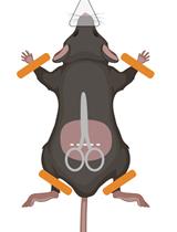 An Operant Conditioning Model Combined with a Chemogenetic Approach to Study the Neurobiology of Food Addiction in Mice