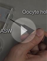 Fluorescence Measurement and Calibration of Intracellular pH in Starfish Oocytes