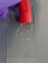 Live-cell Imaging and Quantitative Analysis of Meiotic Divisions in Caenorhabditis elegans Males