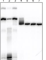 Attachment of a <sup>32</sup>P-phosphate to the 3′ Terminus of a DNA Oligonucleotide