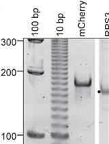 Analyzing (Re)Capping of mRNA Using Transcript Specific 5' End Sequencing