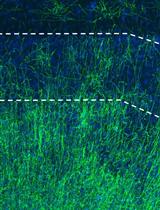 Staining and Quantitative Analysis of Myelinating Oligodendrocytes in the Mouse Grey Matter
