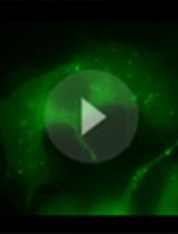 Real-time Three-dimensional Tracking of Endocytic Vesicles