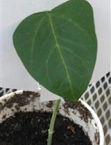 豇豆蚜虫侵染对豇豆叶片中甲基乙二醛含量的定量影响